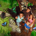 Butterfly Palace & Rainforest Adventure in Branson MO