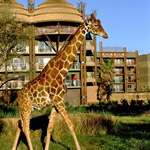 Disney's Animal Kingdom Lodge in Lake Buena Vista FL
