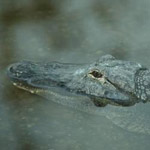Gatorland in Orlando FL