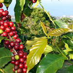 Kona Coffee & Craters in Kailua-Kona HI