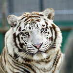 National Tiger Sanctuary in Saddlebrooke MO