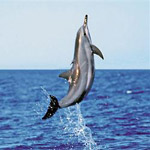 Lanai Snorkel & Dolphin Watch Cruise in Lahaina, Maui HI