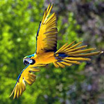 Parrot  Mountain and Garden of Eden in Pigeon Forge TN