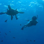 Premier Dolphin Swim Tour with Hawaiian Culture in Honolulu HI