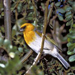 Rainforest & Dry Forest Birding Adventure in Kailua-Kona HI