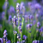Maui Haleakala Summit Lavender Day Tour in Haleakala Crater & Upcountry - Maui HI