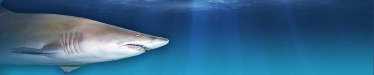 Lumberjack Feud and Ripley's Aquarium Vacation Package