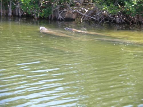 Cocoa Beach Manatee Watch - Cocoa Beach, FL