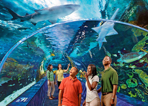 Save $2 Per Ticket – Ripley’s Aquarium Bargain Prices