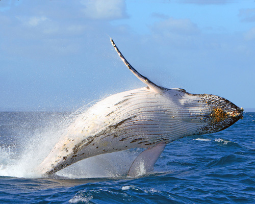 Sunrise Whale Watch From Ma Alaea Harbor Ma Alaea Maui Hi