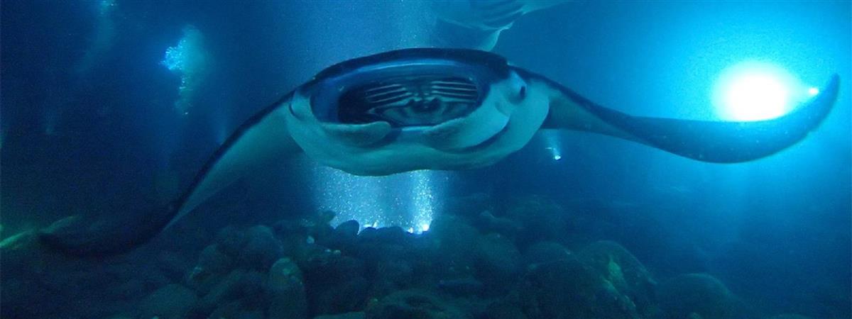 night swim with manta rays kona