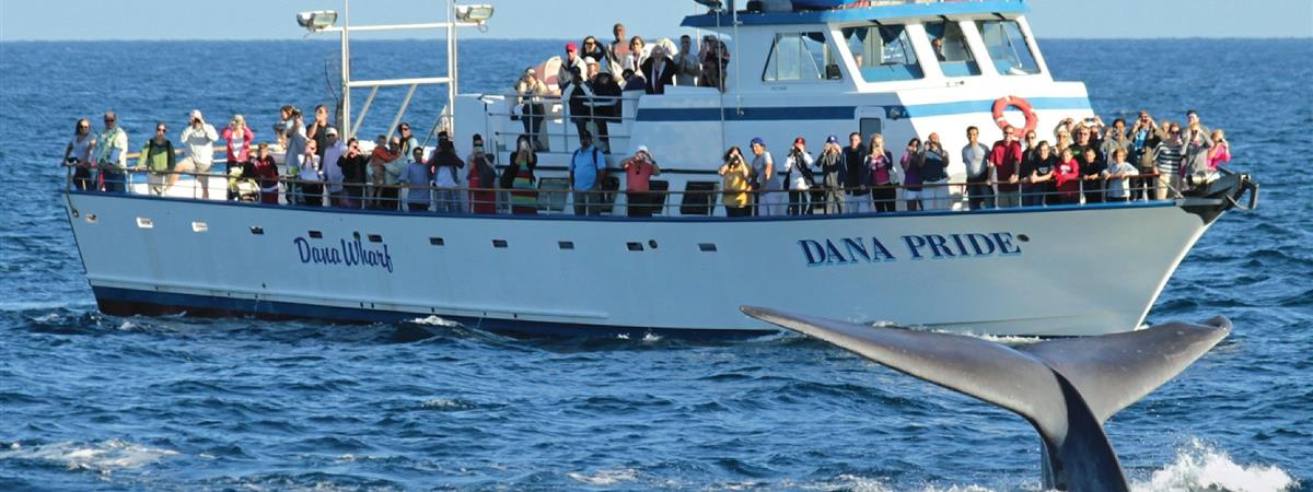 Whale and Dolphin Watching Tour - Dana Point, CA | Tripster