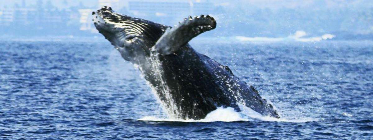 Whale Watch Cruise Kona, Hawaii | Body Glove Cruises | Tripster