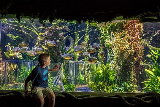L'aquarium de Springfield, Missouri - Johnny Morris  WonDers Of WilDlife National Museum   Aquarium (10206)