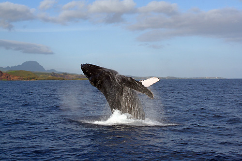 Whale Watch Discovery Tour Kauai Kauai Sea Tours