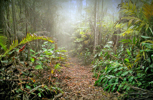 Kona Gold Coast & Cloud Forest Explorer - KapohoKine Adventures