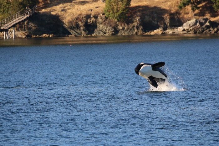 whale watching tour from anacortes