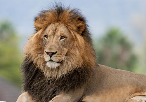 Seaworld San Diego Zoo Amp Safari Park 3 For 1 Pass Tripster