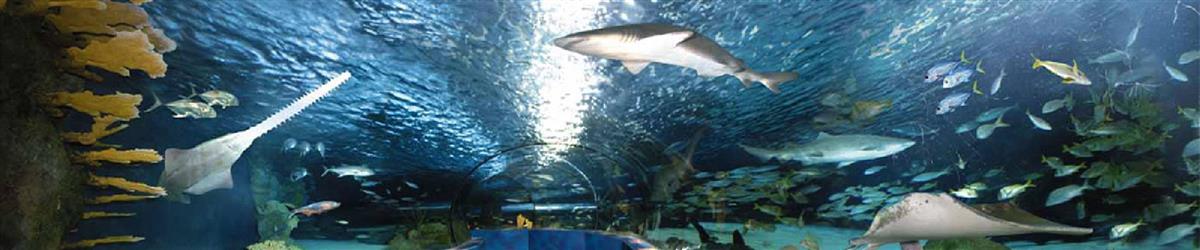 Broadway At The Beach Attractions Myrtle Beach Sc