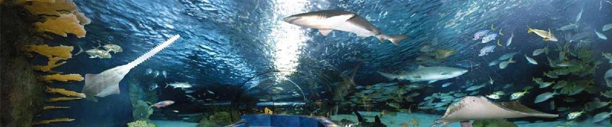 Ripley S Aquarium Vacation Packages Gatlinburg Tn